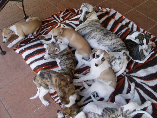 MickeyAndHisLitter7WeeksOld
