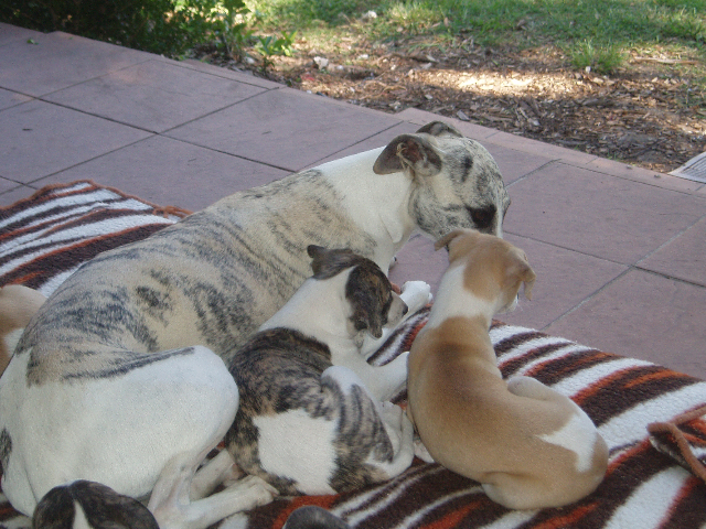MickeyAndHisLitter7WeeksOld2