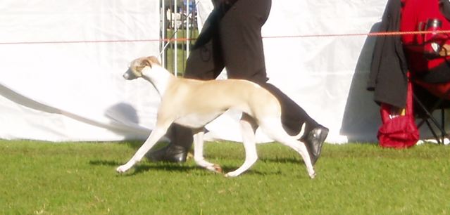 Aust CH Bundoon Jamaica Girl