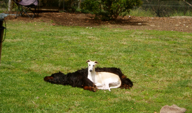 bundoon